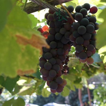 Apartman Ana Novi Vinodolski Eksteriør bilde